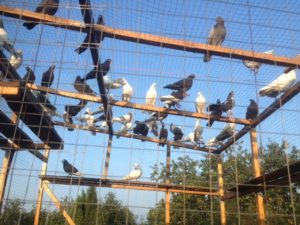 Можно ли на дачном участке разводить голубей