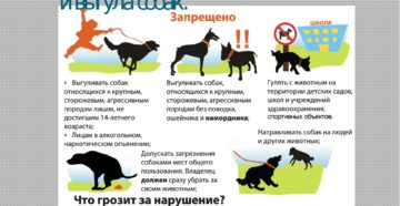 Правила содержания домашних животных в многоквартирных домах